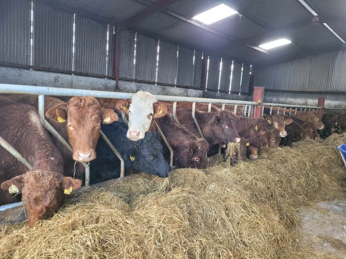 Store bullock's - Image 4