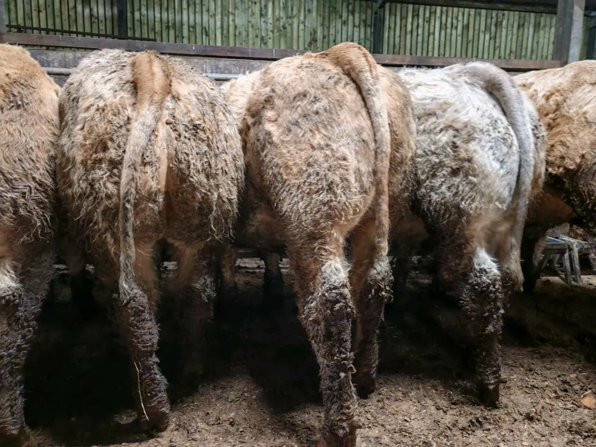 20 U Grade Bullock's 400/450 kgs. - Image 2