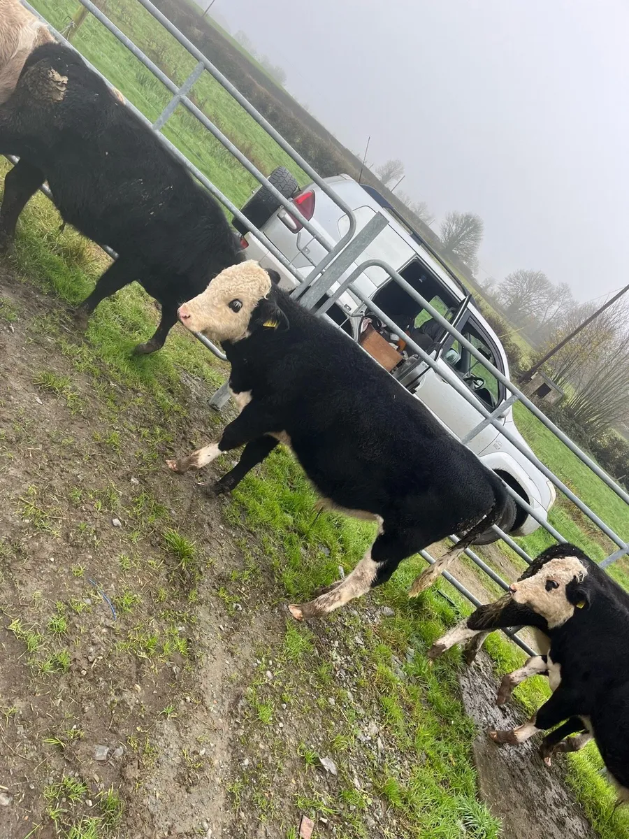Friesan Bull weanlings - Image 4
