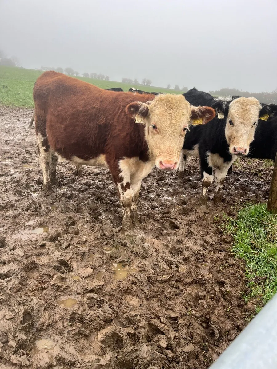 Friesan Bull weanlings - Image 2