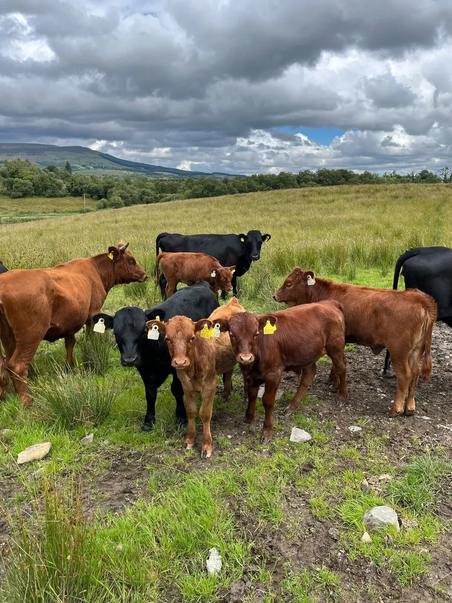 Dexter Weanlings - Image 3