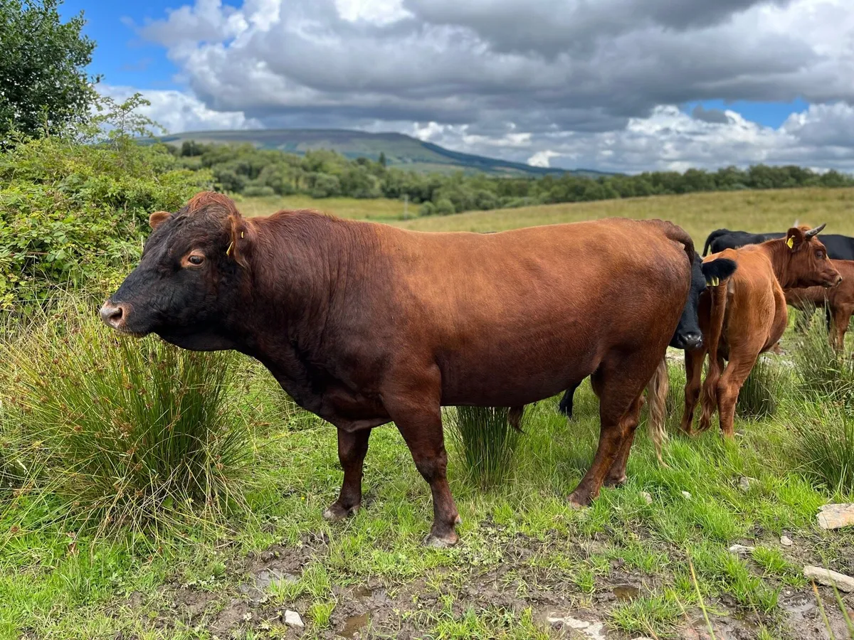 Dexter Weanlings - Image 4
