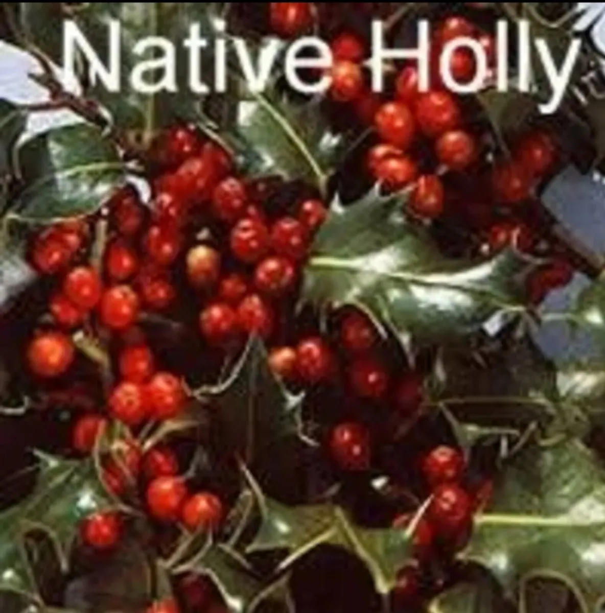 Online Native Trees & Hedging - Image 1