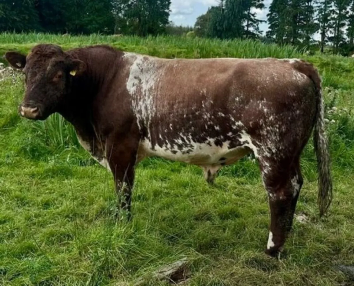 💥💥💥Western bull hire 💥💥💥 - Image 2