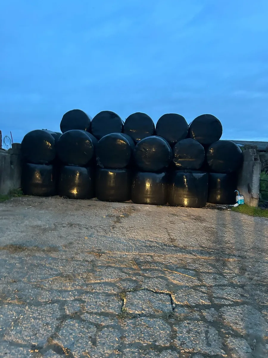 Round bales of silage - Image 1
