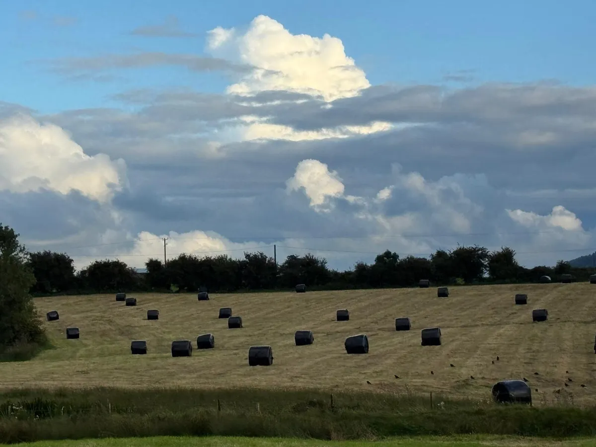 Round bales of silage - Image 3