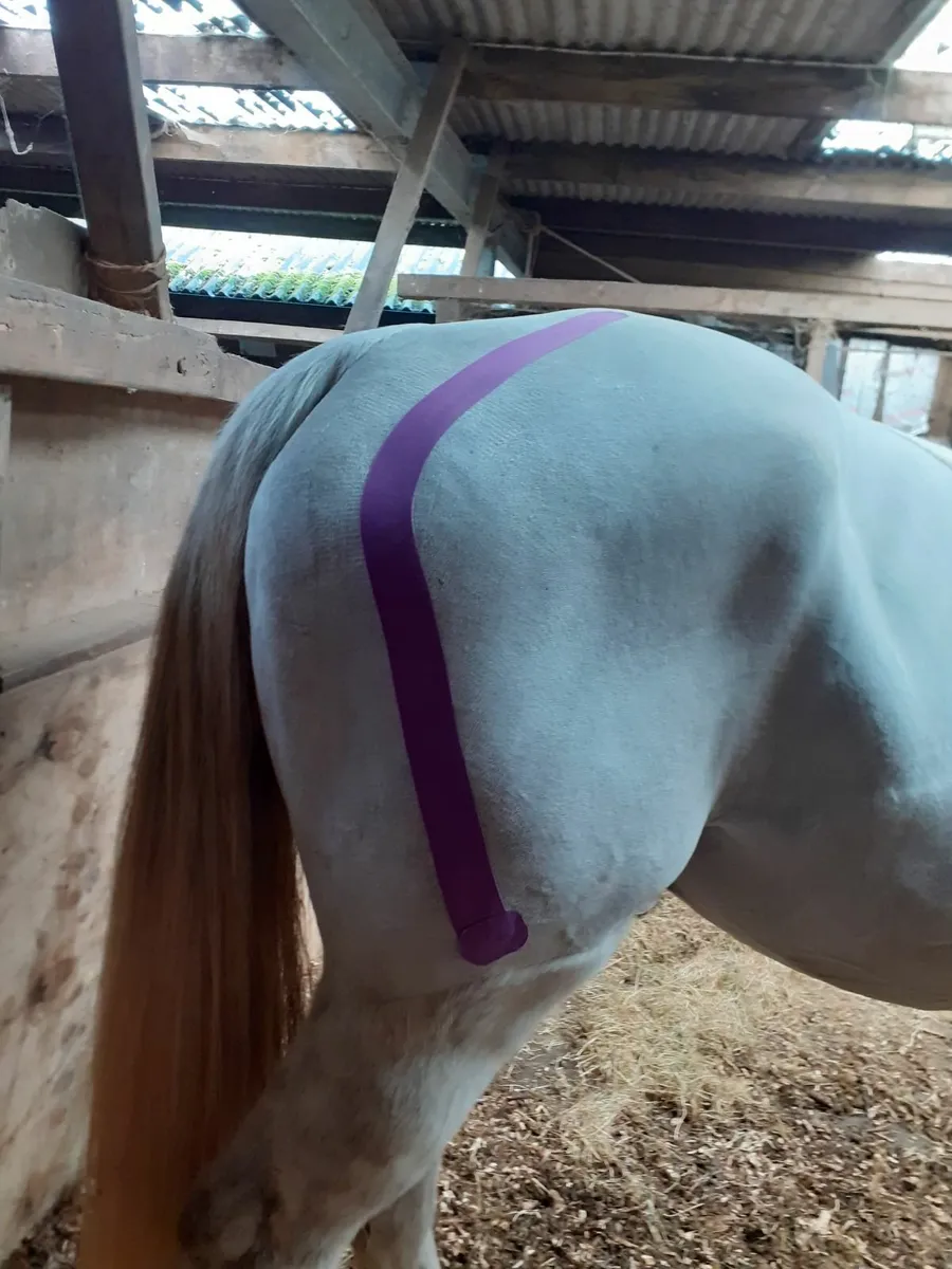 Massage therapy equine and canine - Image 3