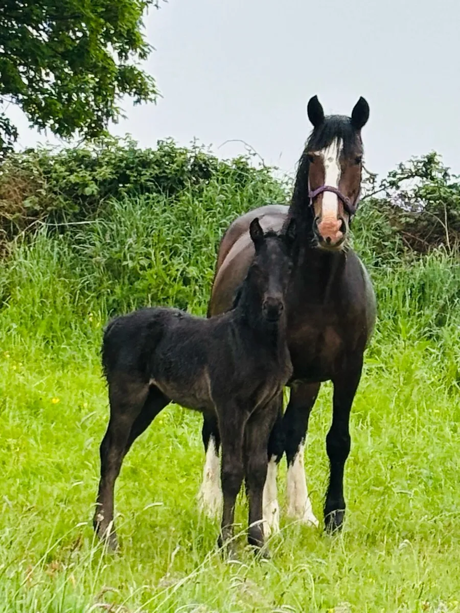 Palomino Filly & perlino colt foals - Image 2