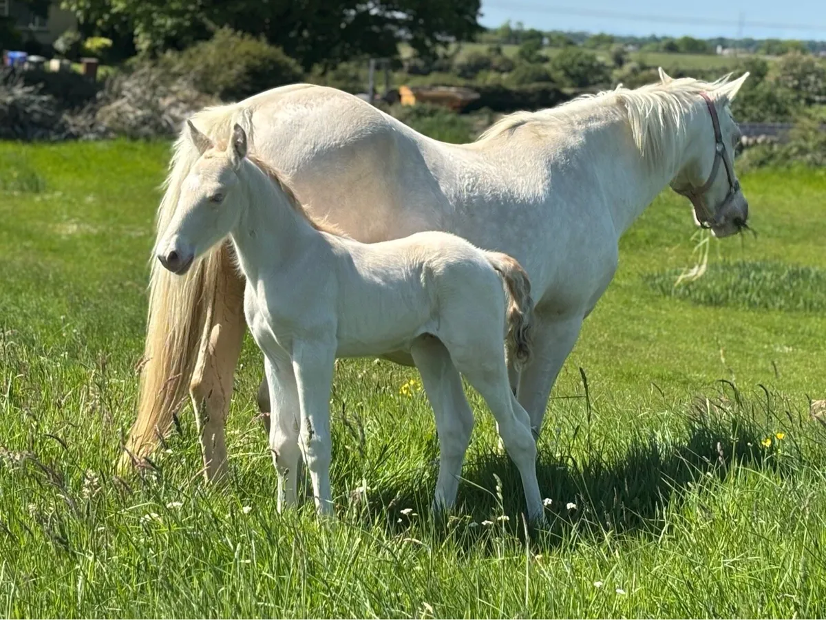 Palomino Filly & perlino colt foals - Image 3