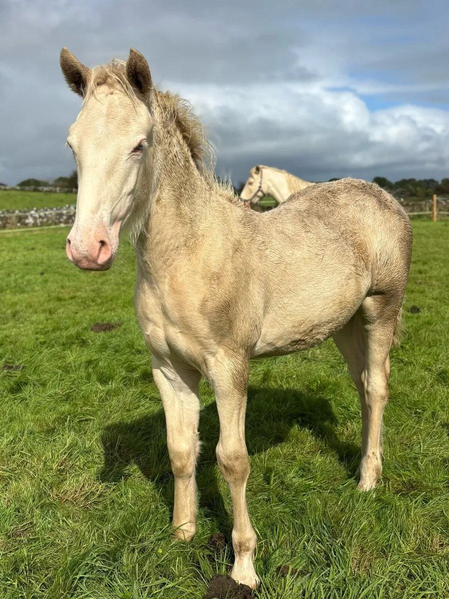Palomino Filly & perlino colt foals - Image 4
