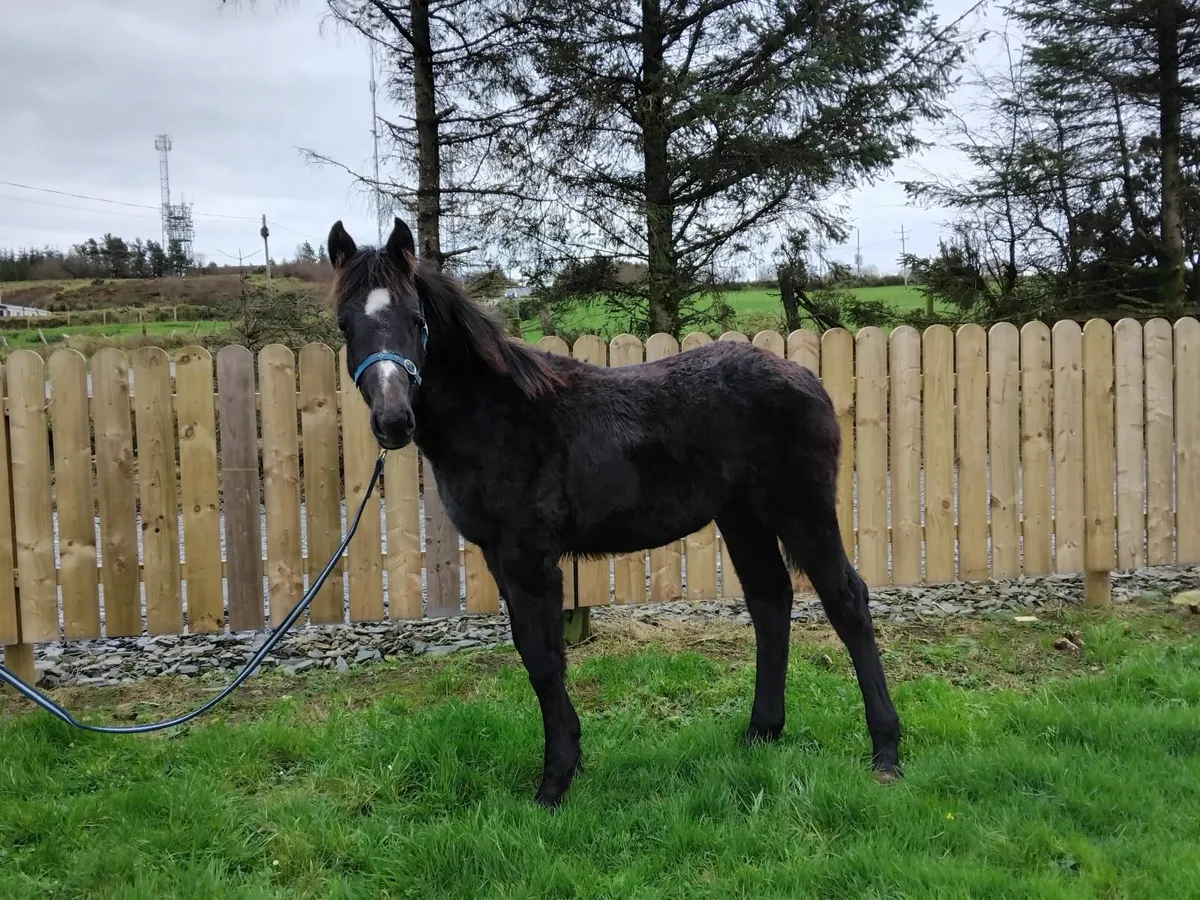 ISH filly foal - Image 1