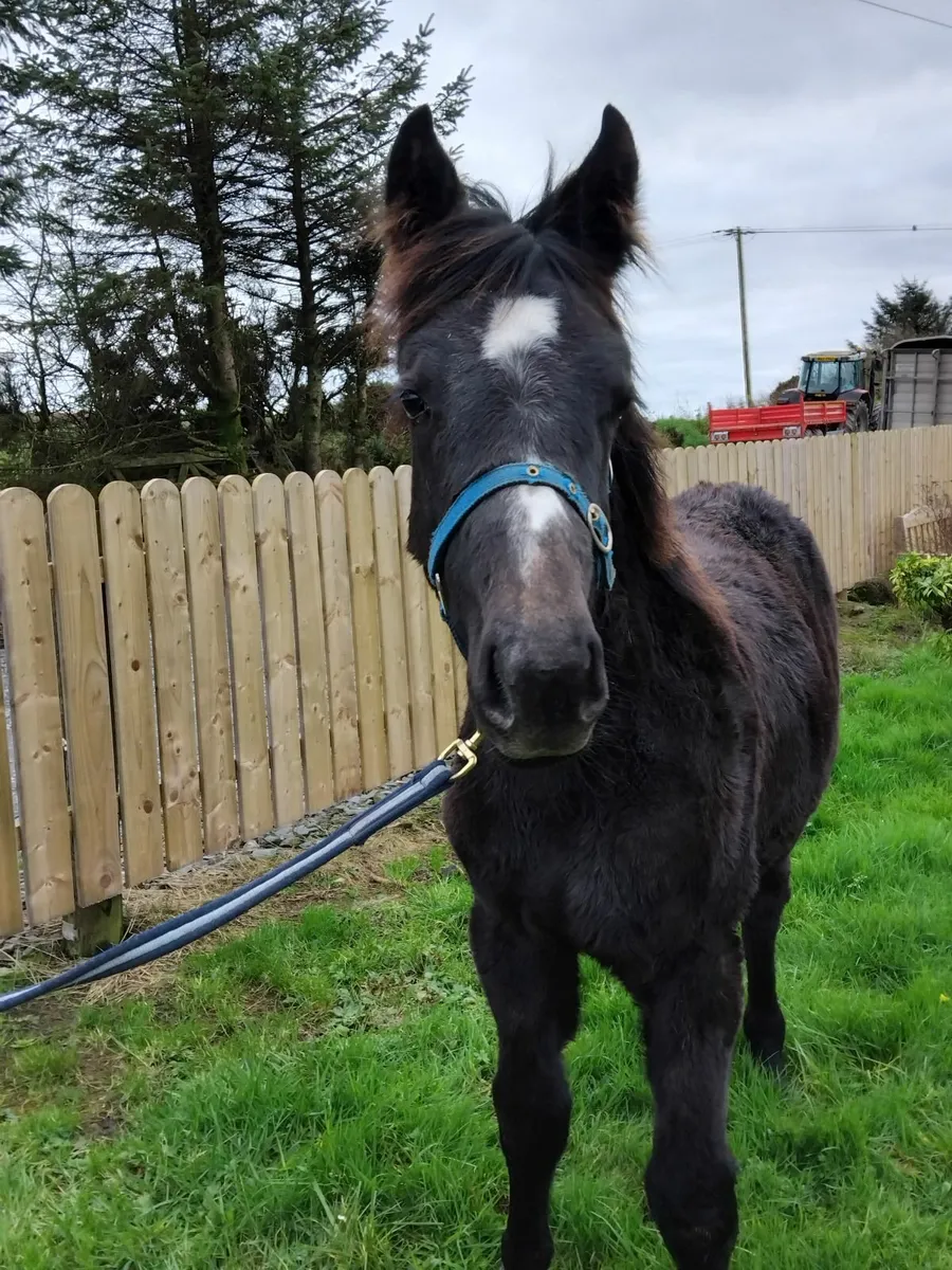 ISH filly foal - Image 4