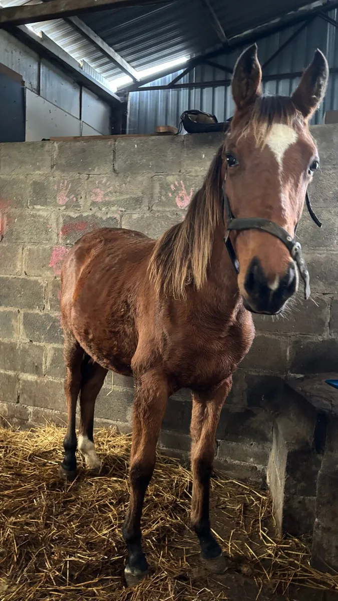 Two tb yearlings - Image 2