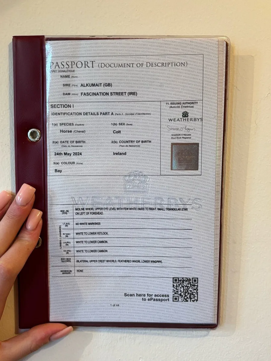 Two tb yearlings - Image 1