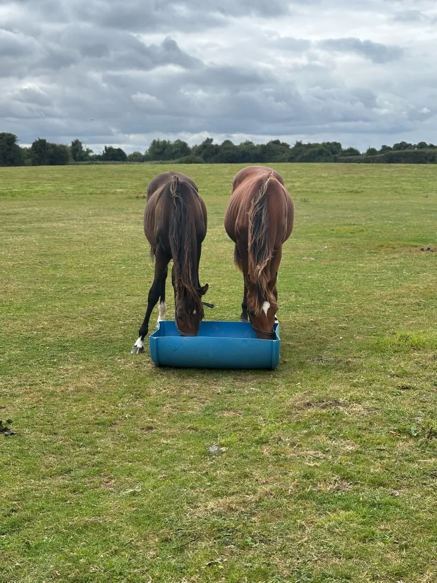 Two tb yearlings - Image 3