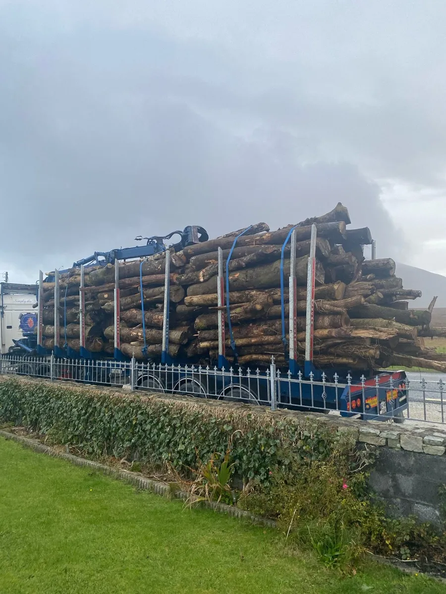 Firewood timber - Image 3