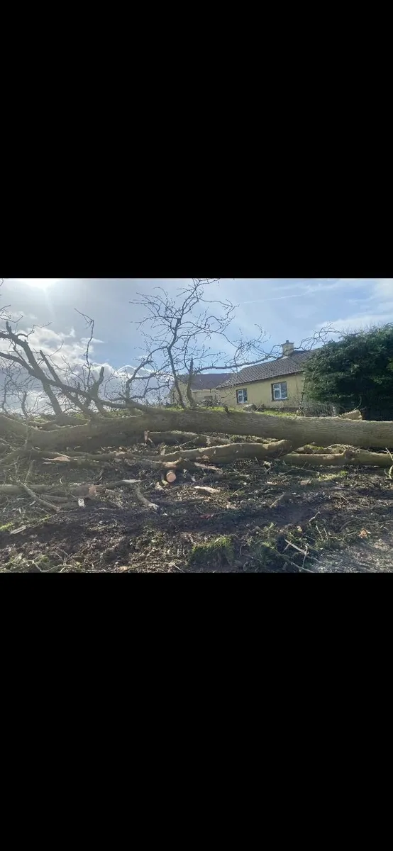 Trees & Fallen Timber Wanted - Image 4