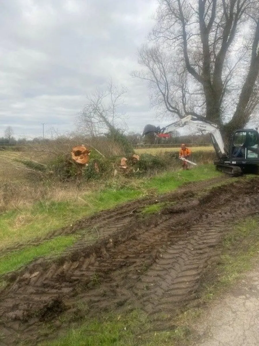 Trees & Fallen Timber Wanted - Image 1