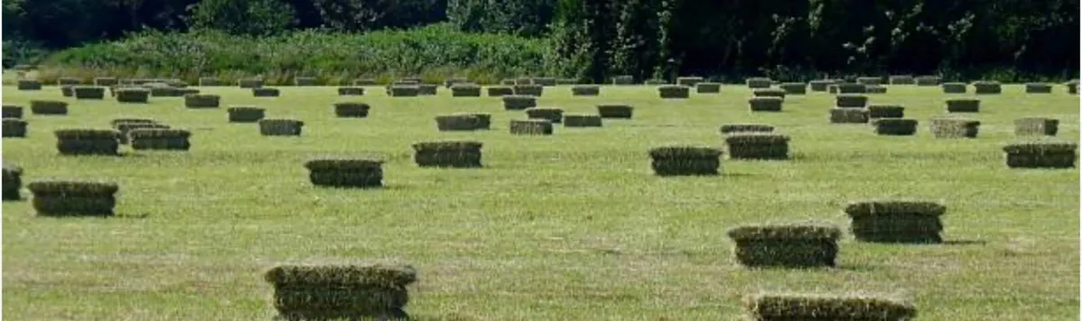 Small square bales of hay