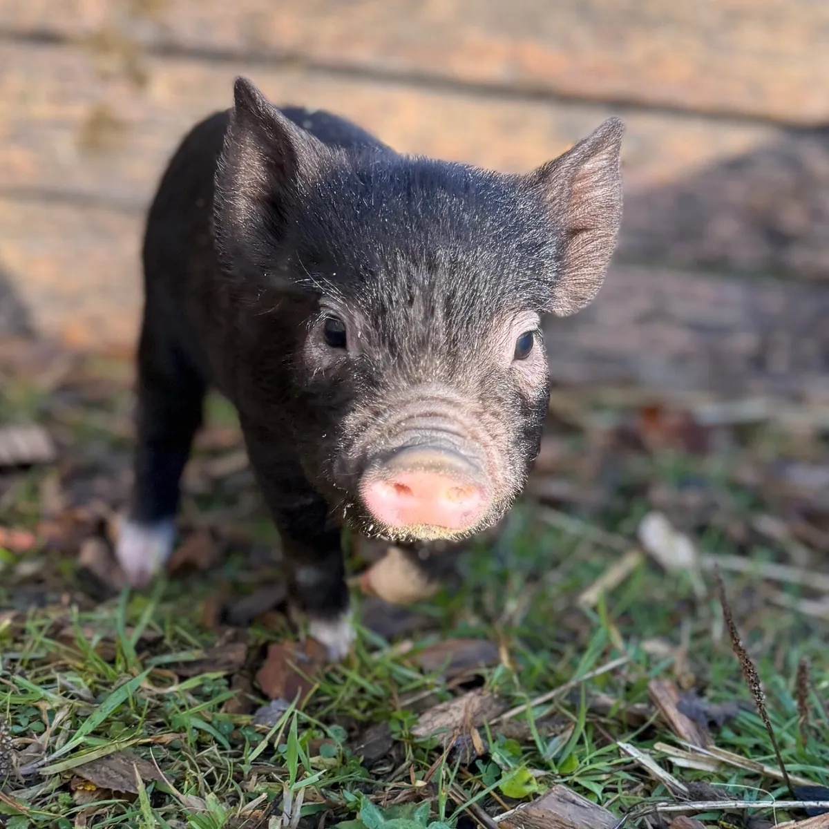 Mini Pigs - Image 4