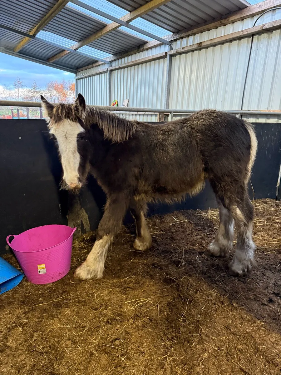 Cob colt weanling - Image 3