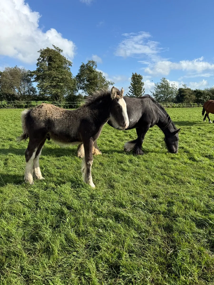 Cob colt weanling - Image 4