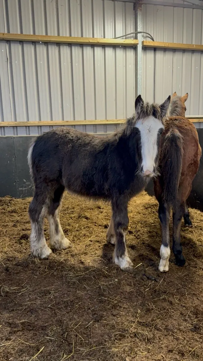 Cob colt weanling - Image 2