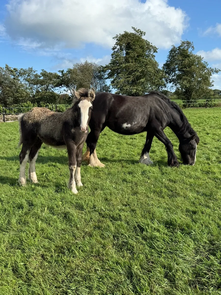 Cob colt weanling - Image 1