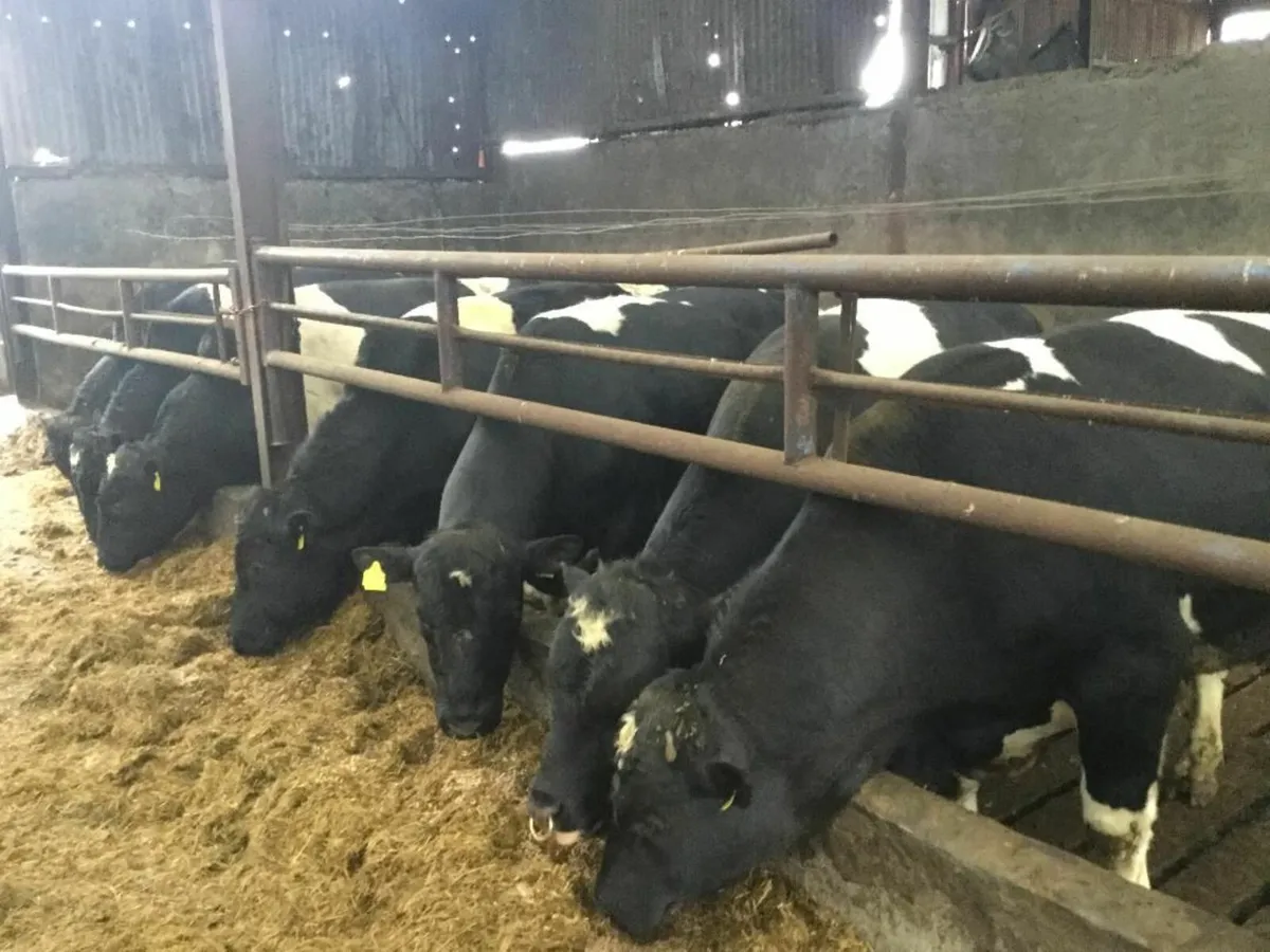 Clogheraily Pedigree British Friesian Bulls - Image 1