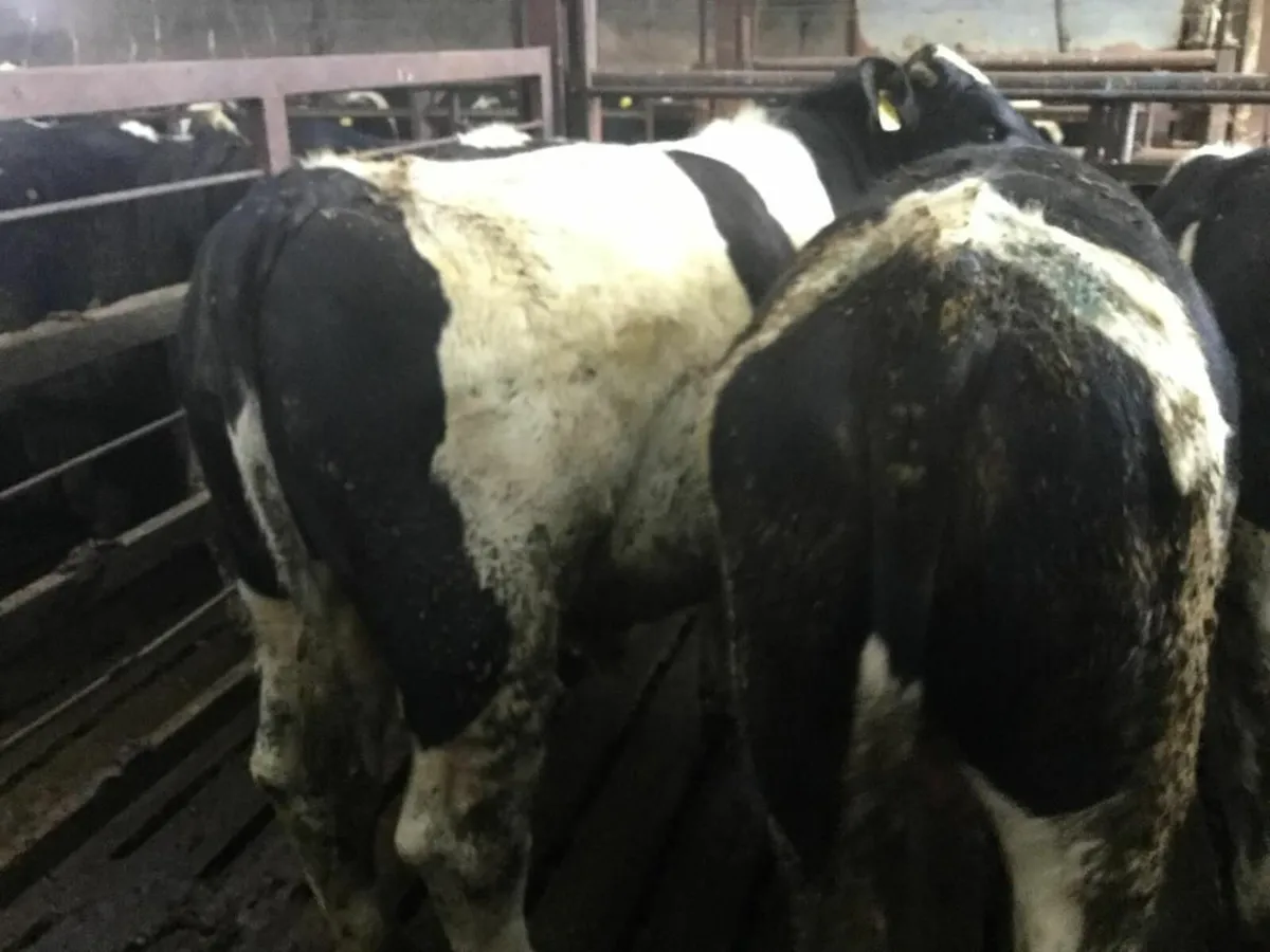 Clogheraily Pedigree British Friesian Bulls - Image 3