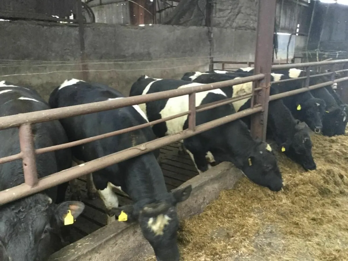 Clogheraily Pedigree British Friesian Bulls - Image 2