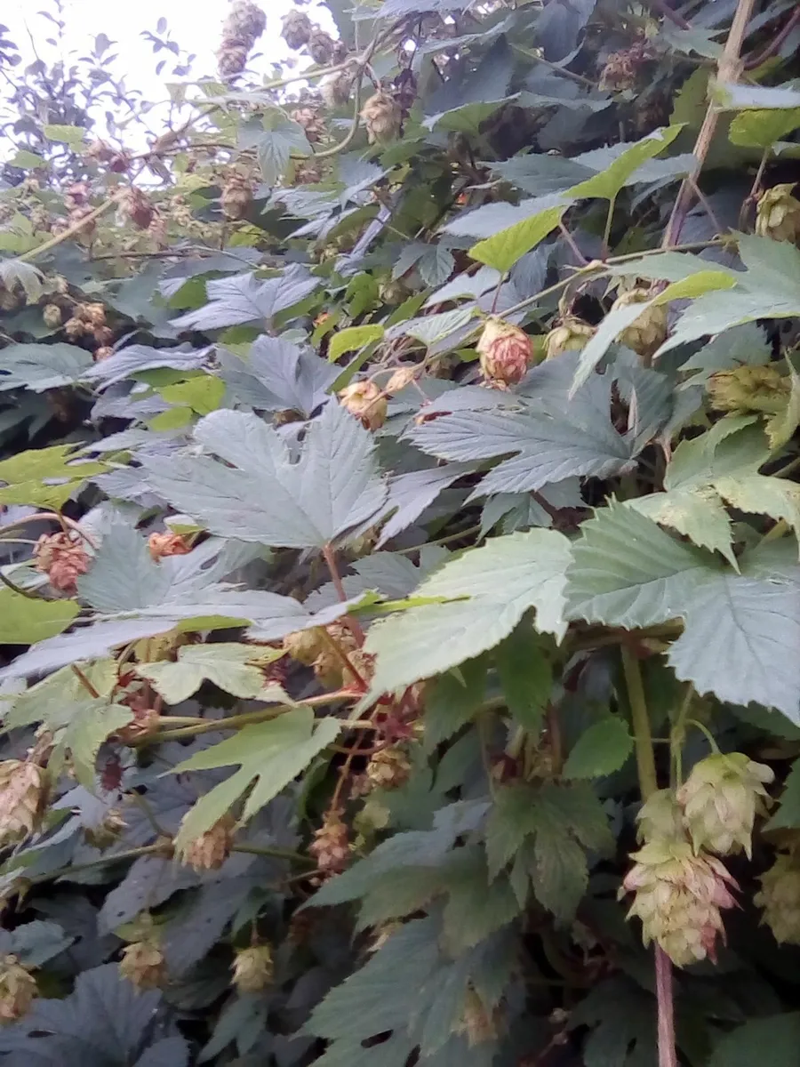 Hop rhizomes,kent golding. 4 rhizomes.free post - Image 2