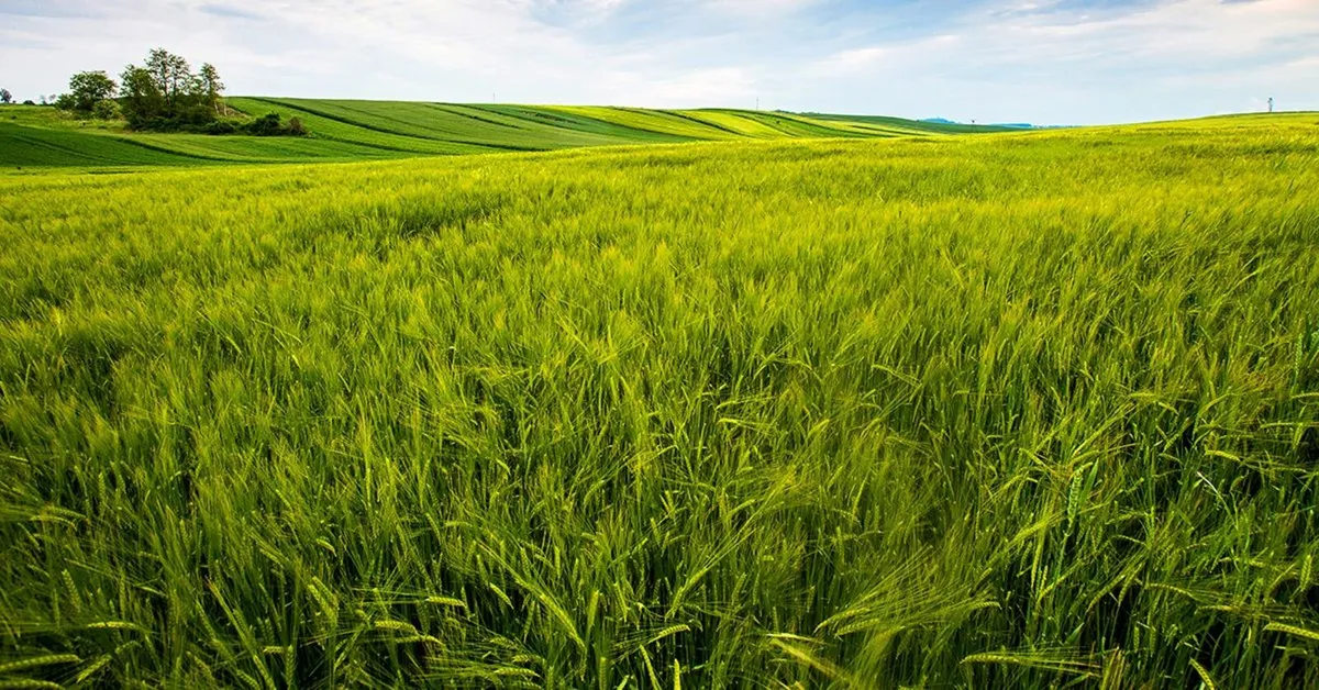 Cut Your Fertiliser Costs in 2026! - Image 4