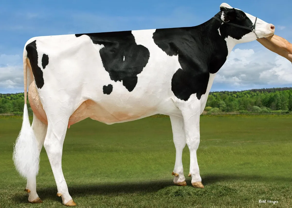 OranBay Holsteins Freshly Calved Heifers