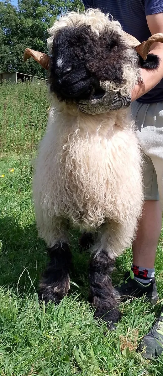 Valais ewe pair - Image 3