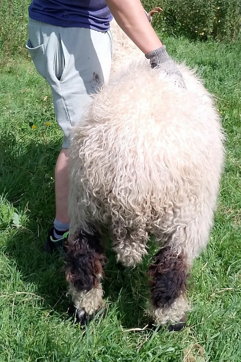 Valais ewe pair - Image 2