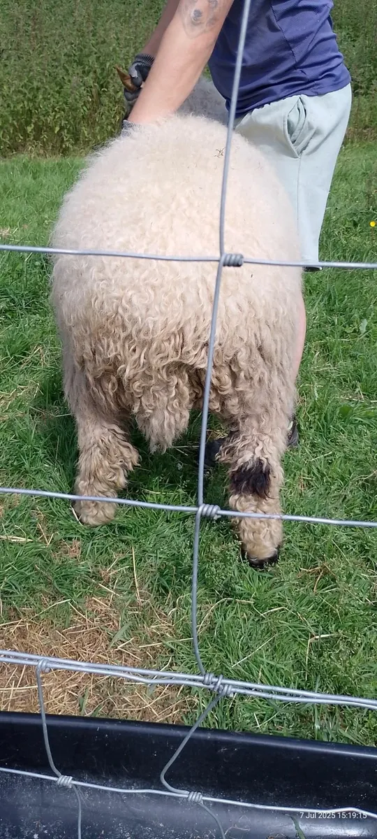 Valais ewe pair - Image 4