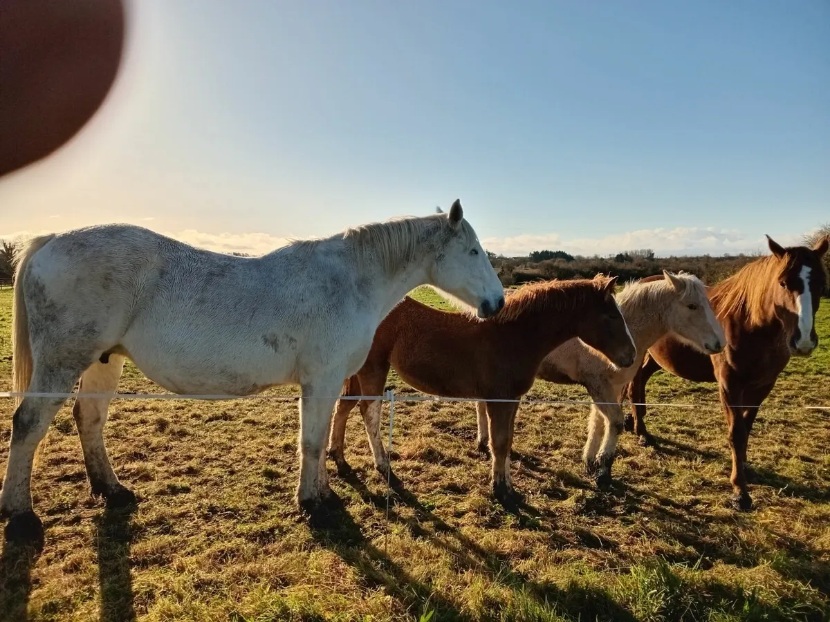 Irish draught filly foal - Image 3