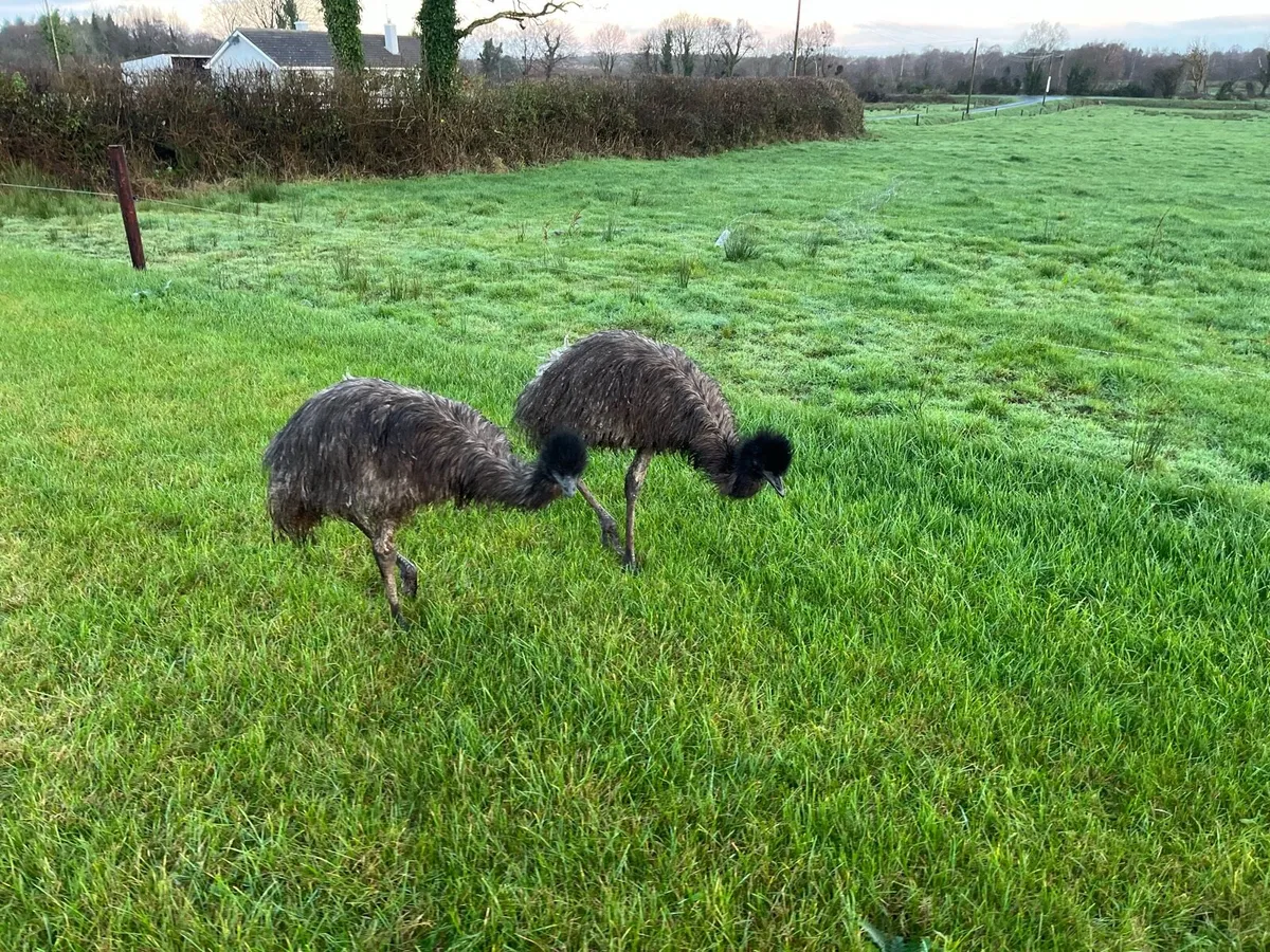 Emu Wanted