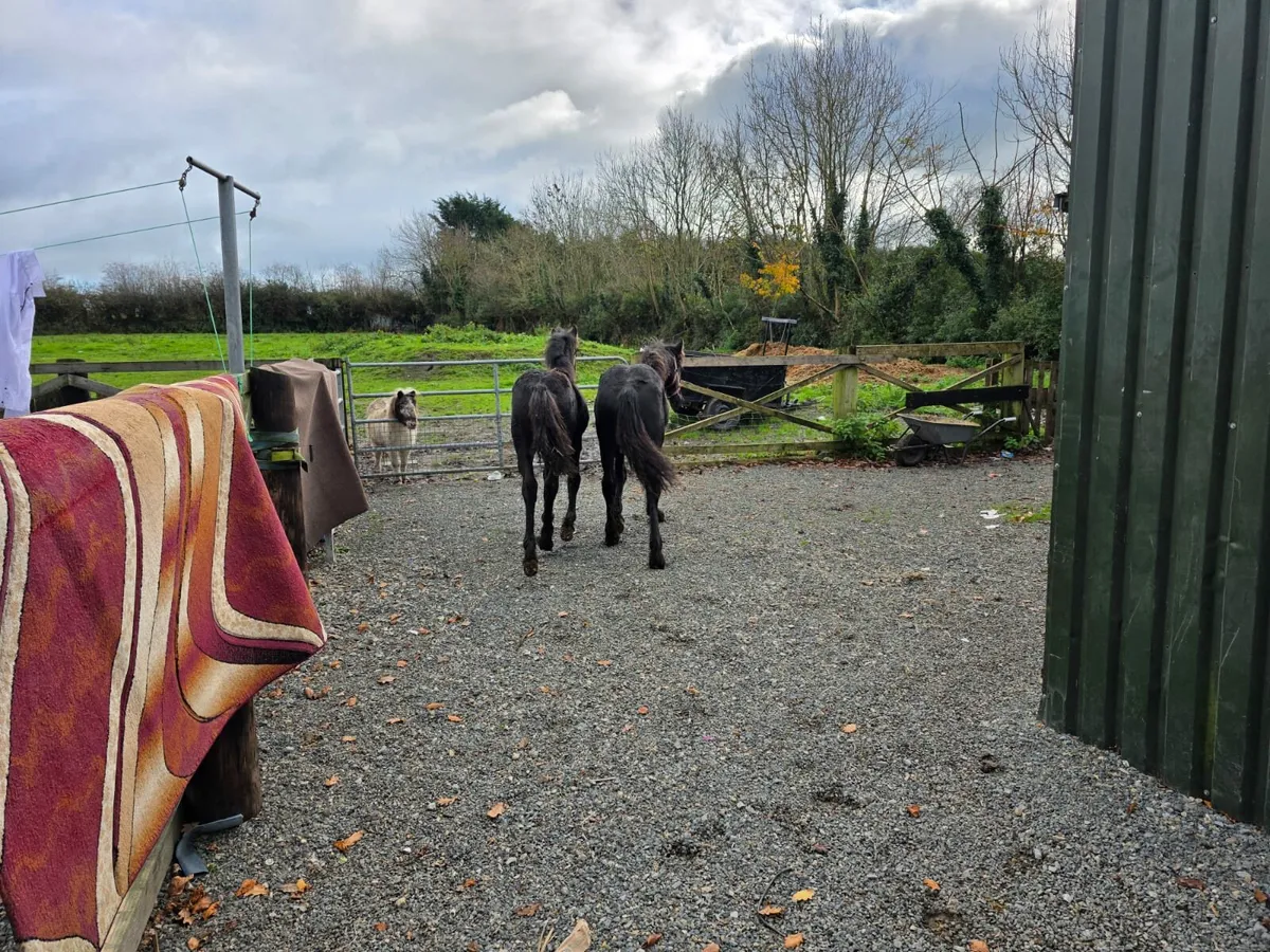 2 Frisian colt's - Image 4