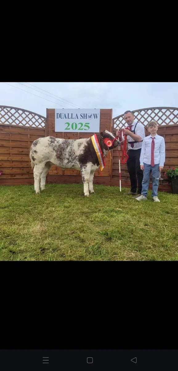 BBX IZ PRICELESS  - Heifer Calf - Image 2