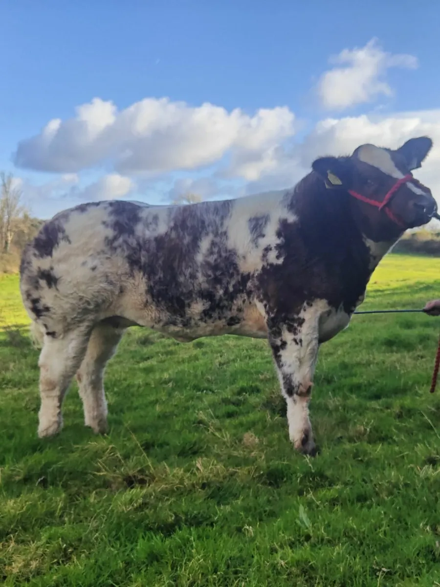 BBX IZ PRICELESS  - Heifer Calf - Image 3