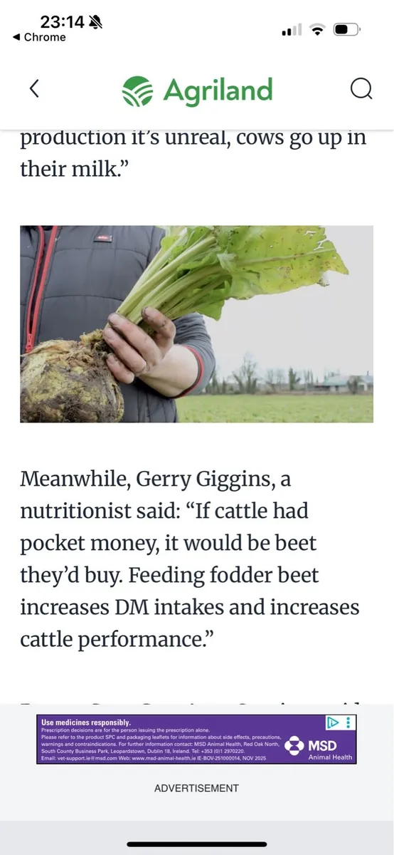 Magnum Fodder Beet, Wheaten Straw - Image 2