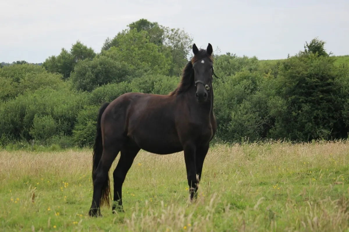 Lovely 16.1h homebred hunter - Image 3