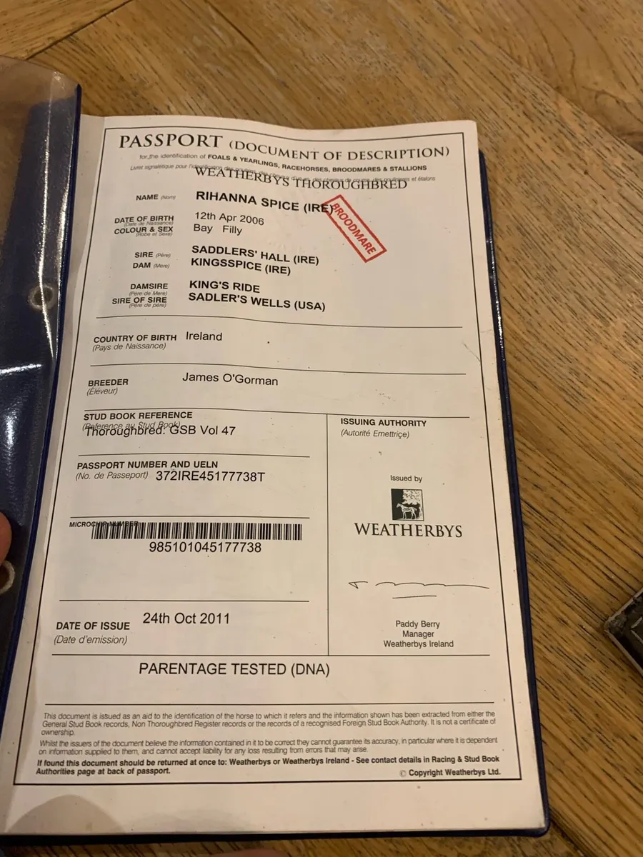 Tb broodmare - Image 3