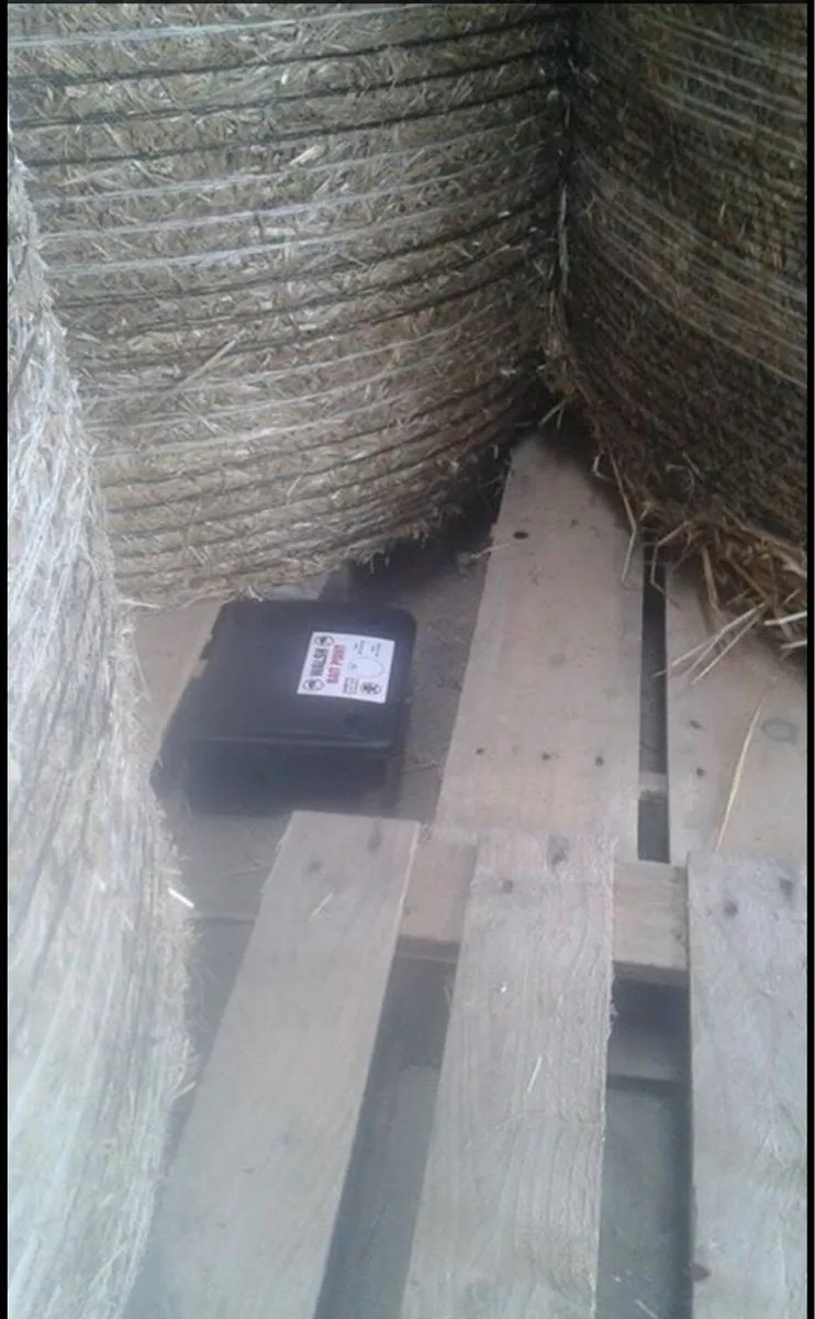 STRONGEST Rat Killer / Rat Poison - Image 4