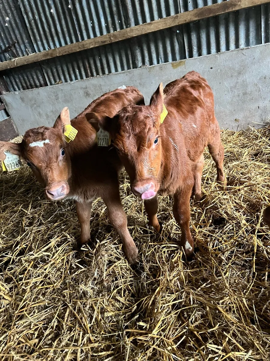 5 super shorthorn heifer calves - Image 2
