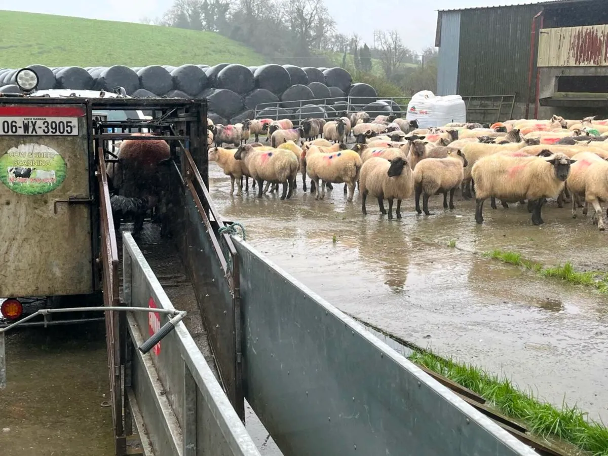 Sheep & Cow Scanning - Image 1