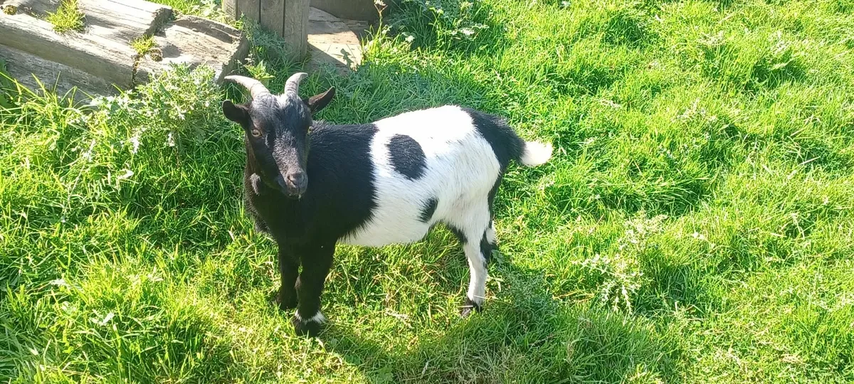 Pygmy Goat "Buddy" - Image 1