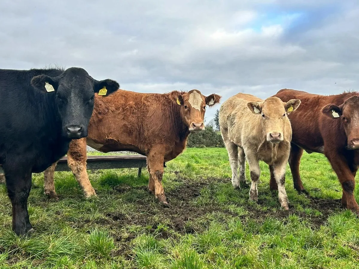 Cow Makers for Breeding Heifer Sale in Balla - Image 3
